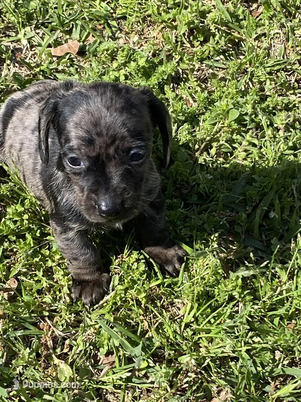 Lizzy – Miniature Dachshund puppy for sale in Saluda, SC