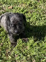 Lizzy, a female Miniature Dachshund for sale in Saluda, SC – Photo 1 of 7