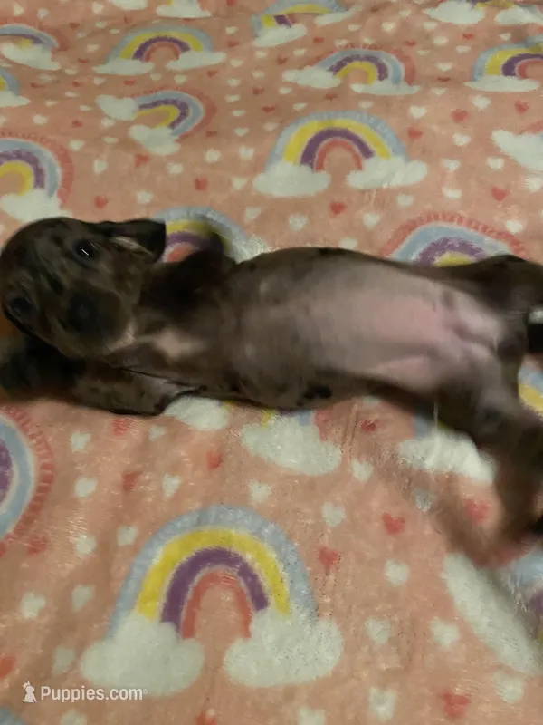 Lizzy – Miniature Dachshund puppy for sale in Saluda, SC