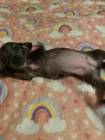 Lizzy, a female Miniature Dachshund for sale in Saluda, SC – Photo 3 of 7