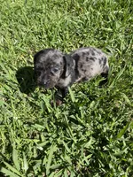 Lizzy, a female Miniature Dachshund for sale in Saluda, SC – Photo 6 of 7