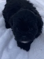Cooper, a female Shihpoo for sale in Saluda, SC – 3 of 7