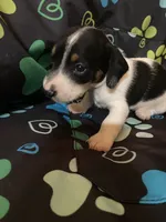 Marla, a female Miniature Dachshund for sale in Saluda, SC – 1 of 7