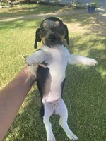 Mocha , a female Miniature Dachshund for sale in Saluda, SC – 6 of 8