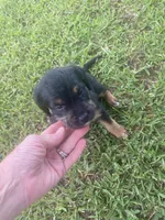 Bernard, a male American Pit Bull Terrier and Miniature Goldendoodle for sale in Saluda, SC – 4 of 5