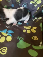 Marla, a female Miniature Dachshund for sale in Saluda, SC – 4 of 7
