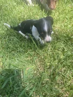 Lila , a female Miniature Dachshund for sale in Saluda, SC – 4 of 5