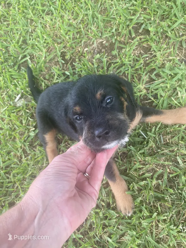 Bernard – American Pit Bull Terrier, Miniature Goldendoodle puppy for sale in Saluda, SC