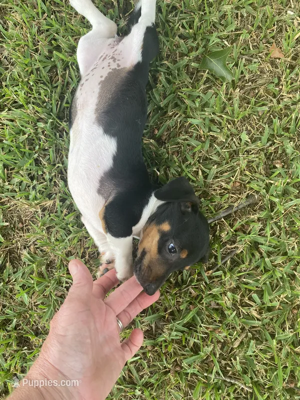 Mocha  – Miniature Dachshund puppy for sale in Saluda, SC