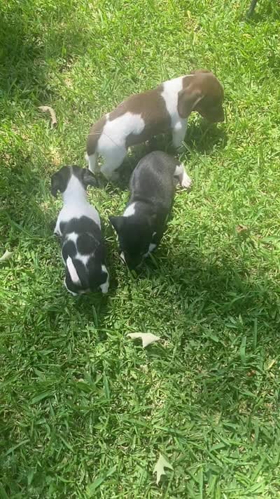 Mocha , a female Miniature Dachshund for sale in Saluda, SC – 2 of 8