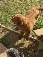 Midnight , a male Miniature Goldendoodle for sale in Saluda, SC – 9 of 9