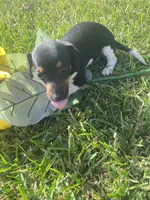 Mocha , a female Miniature Dachshund for sale in Saluda, SC – 3 of 8