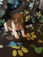 Gracie, a female Miniature Dachshund for sale in Saluda, SC – 1 of 5