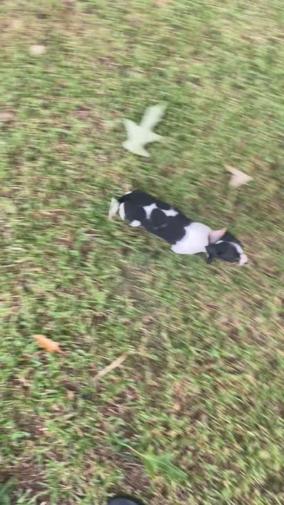 Lila , a female Miniature Dachshund for sale in Saluda, SC – 9 of 9