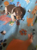 Gracie, a female Miniature Dachshund for sale in Saluda, SC – 8 of 9