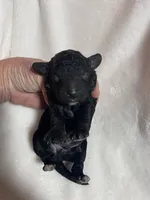 Midnight , a male Miniature Goldendoodle for sale in Saluda, SC – 5 of 9