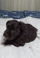 Scotty, a male Miniature Schnauzer for sale in Saluda, SC – 9 of 9