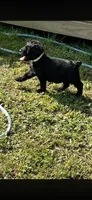 Maxwell, a male Giant Schnauzer for sale in Saluda, SC – 3 of 3