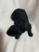 Midnight , a male Miniature Goldendoodle for sale in Saluda, SC – 4 of 9