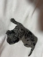 Maximo, a male Miniature Goldendoodle for sale in Saluda, SC – 6 of 7