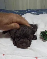Scotty, a male Miniature Schnauzer for sale in Saluda, SC – 7 of 9
