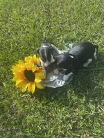 Mocha , a female Miniature Dachshund for sale in Saluda, SC – 4 of 8