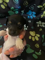 Marla, a female Miniature Dachshund for sale in Saluda, SC – 2 of 7