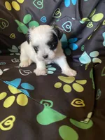 Bentley , a male Maltipoo for sale in Saluda, SC – 4 of 7
