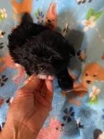 Scotty, a male Maltipoo for sale in Saluda, SC – 3 of 9