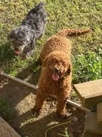 Milo , a male Miniature Goldendoodle for sale in Saluda, SC – 5 of 10