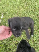 Lenex, a male American Pit Bull Terrier and Miniature Goldendoodle for sale in Saluda, SC – 4 of 5