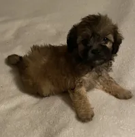 Poppy, a female Shihpoo for sale in Saluda, SC – 3 of 7