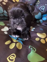 Benny, a male Maltipoo for sale in Saluda, SC – 2 of 4