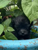 Cooper, a female Shihpoo for sale in Saluda, SC – 6 of 7