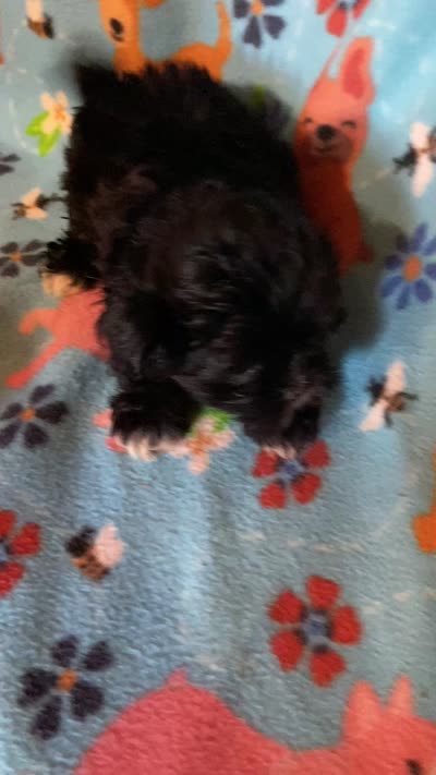Scotty, a male Maltipoo for sale in Saluda, SC – 4 of 9