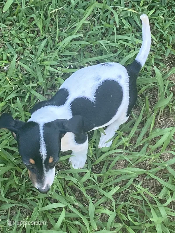 Chloe – Miniature Dachshund puppy for sale in Saluda, SC