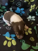 Coco, a male Miniature Dachshund for sale in Saluda, SC – 5 of 6