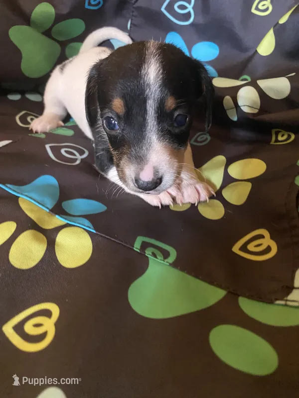 Mocha  – Miniature Dachshund puppy for sale in Saluda, SC