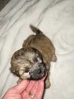 Poppy, a female Shihpoo for sale in Saluda, SC – 1 of 7