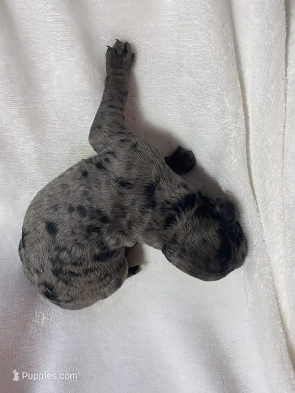 Maximo – Miniature Goldendoodle puppy for sale in Saluda, SC