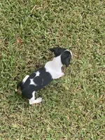 Lila , a female Miniature Dachshund for sale in Saluda, SC – 4 of 9