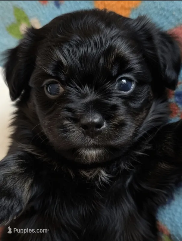 Bandit – Maltipoo puppy for sale in Saluda, SC