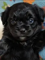 Bandit, a male Maltipoo for sale in Saluda, SC – 1 of 6