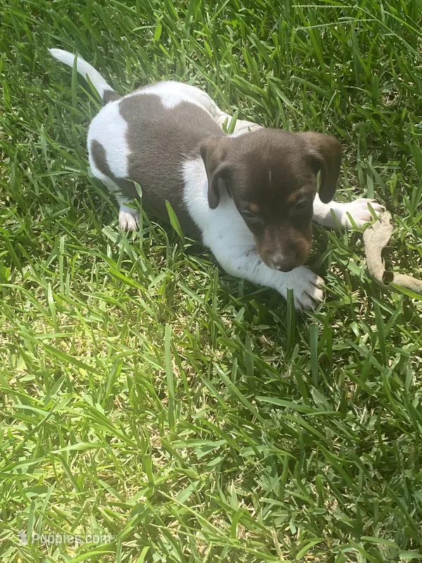 Coco – Miniature Dachshund puppy for sale in Saluda, SC