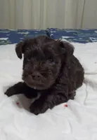 Scotty, a male Miniature Schnauzer for sale in Saluda, SC – 3 of 9