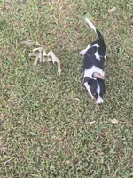 Lila , a female Miniature Dachshund for sale in Saluda, SC – 8 of 9