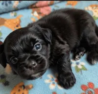 Bandit, a male Maltipoo for sale in Saluda, SC – 2 of 6