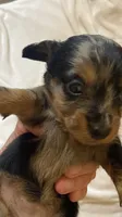 Dolly, a female Miniature Dachshund for sale in Saluda, SC – 4 of 9
