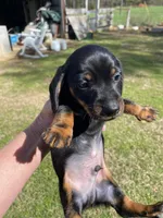 Bandit, a male Miniature Dachshund for sale in Saluda, SC – Photo 1 of 7