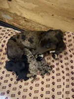 Bandit, a male Miniature Dachshund for sale in Saluda, SC – Photo 7 of 7